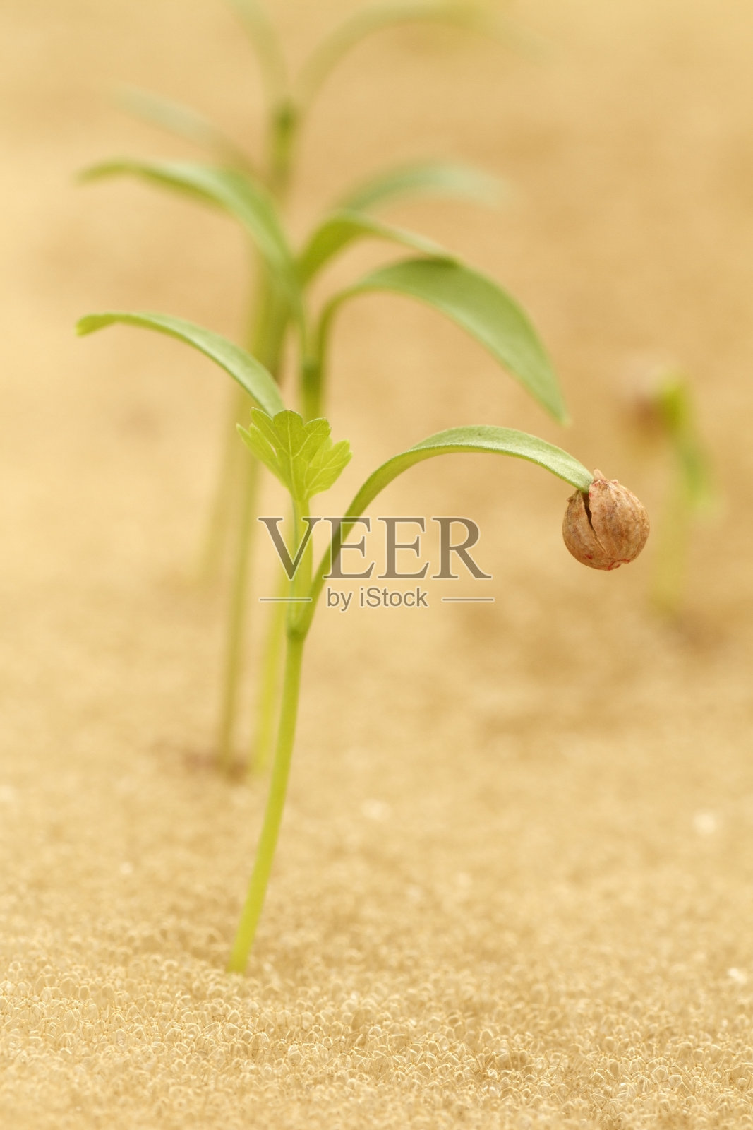 植物和种子的发生。照片摄影图片