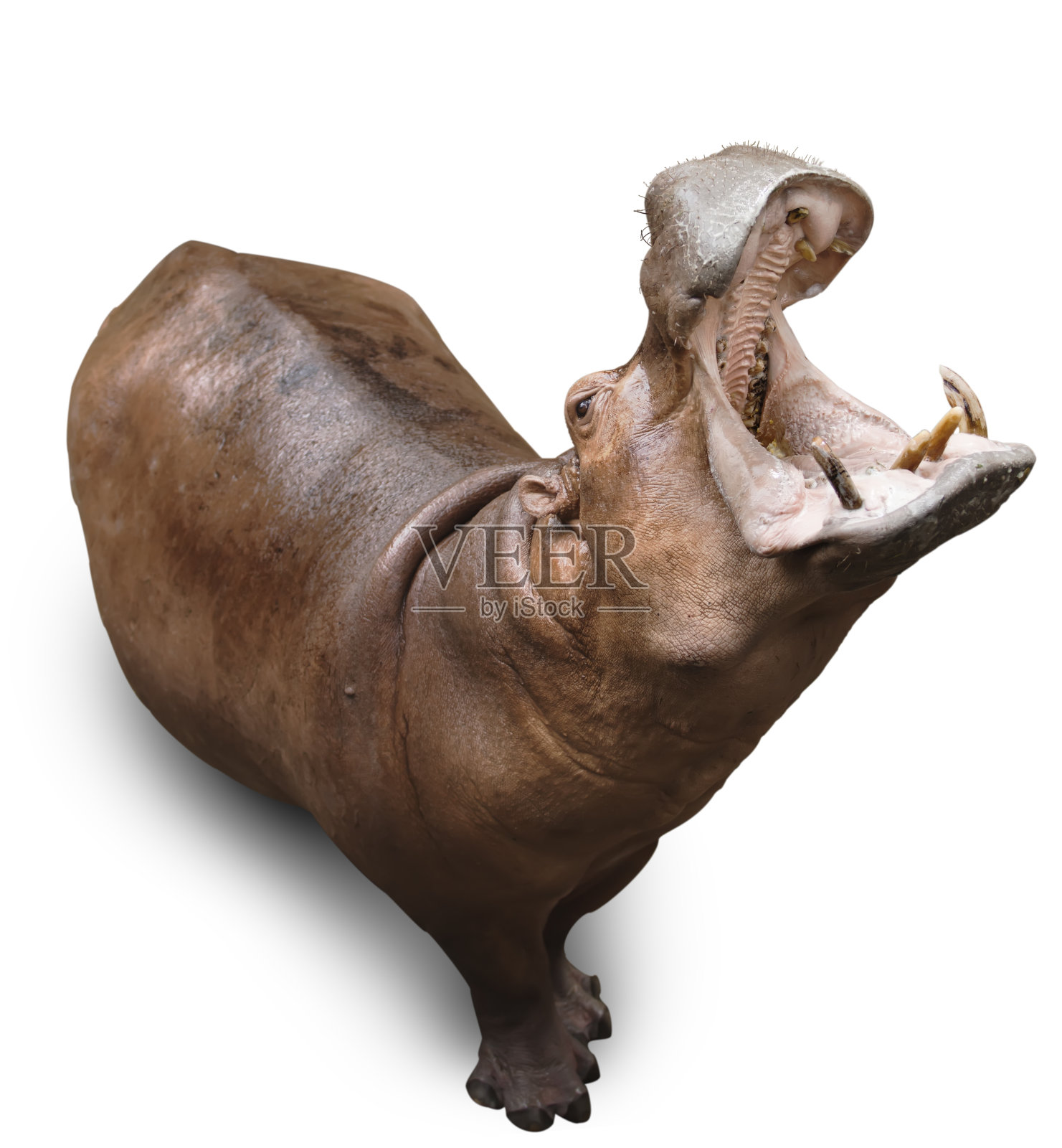 河马在白照片摄影图片