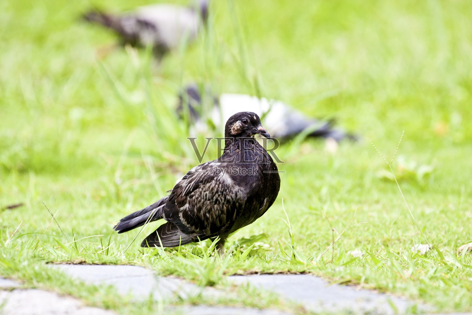 鸽子照片摄影图片