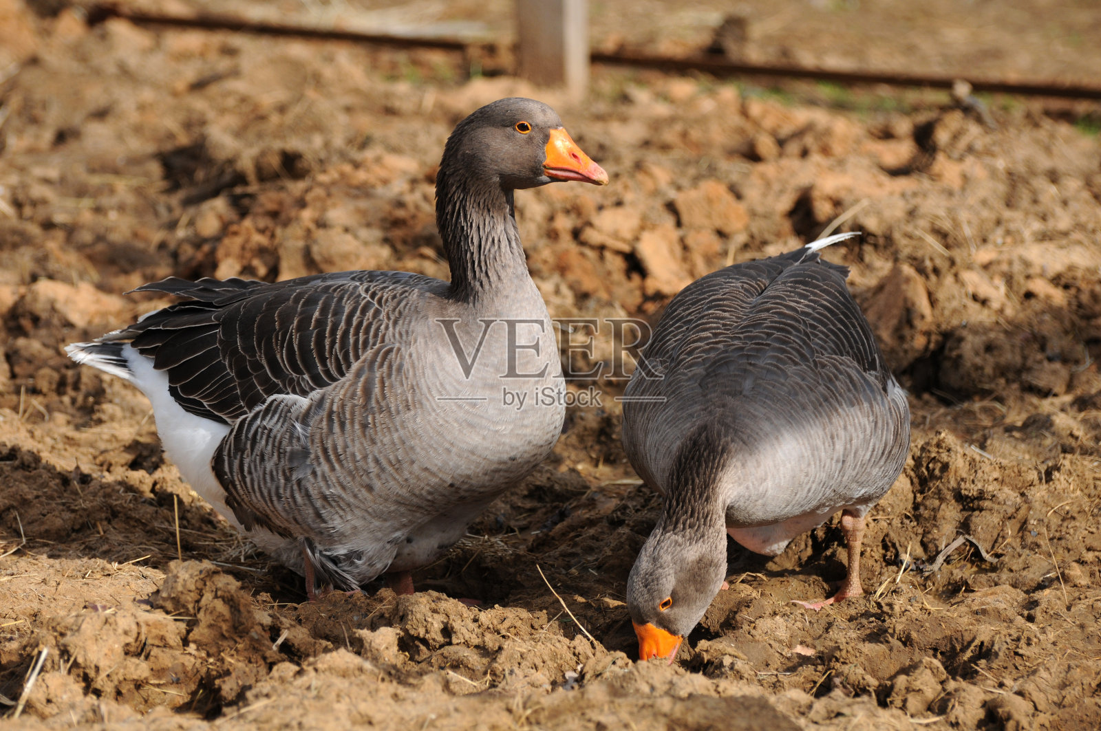 鹅照片摄影图片