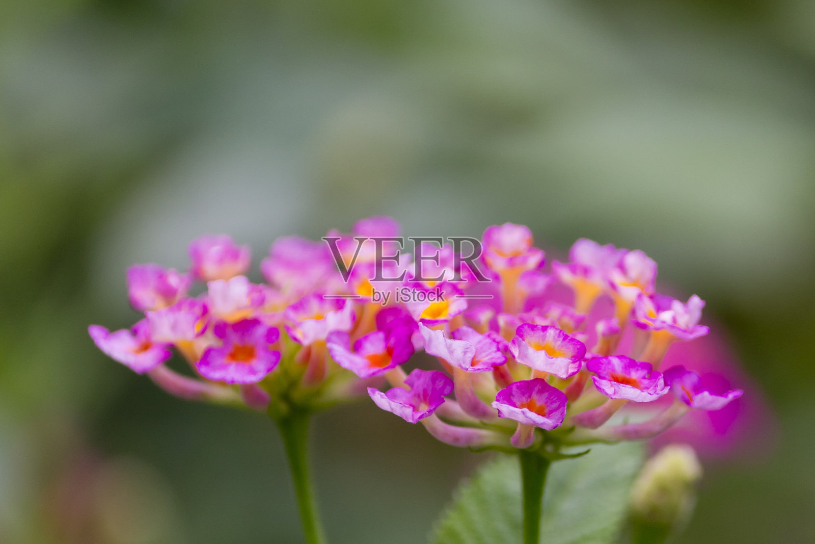 印度普希基-花园品种照片摄影图片