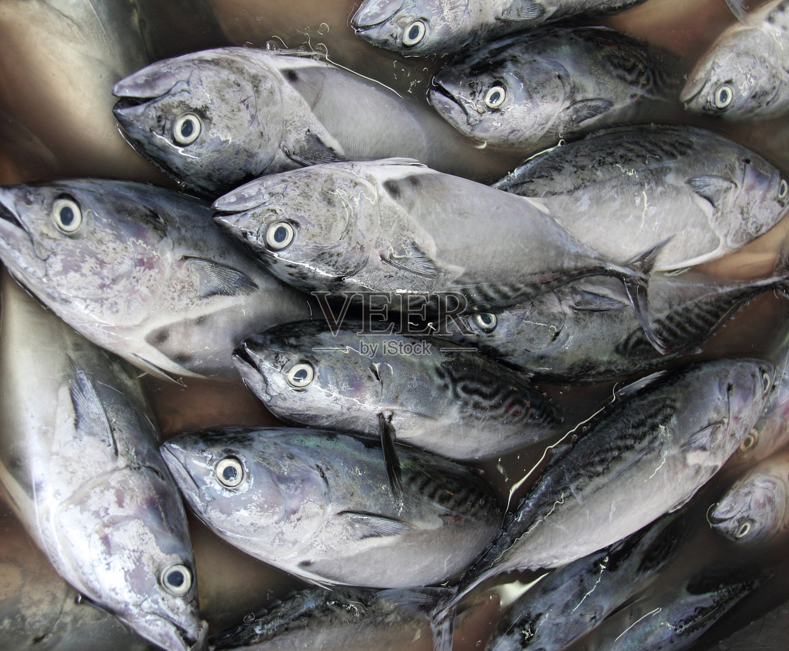 鱼照片摄影图片