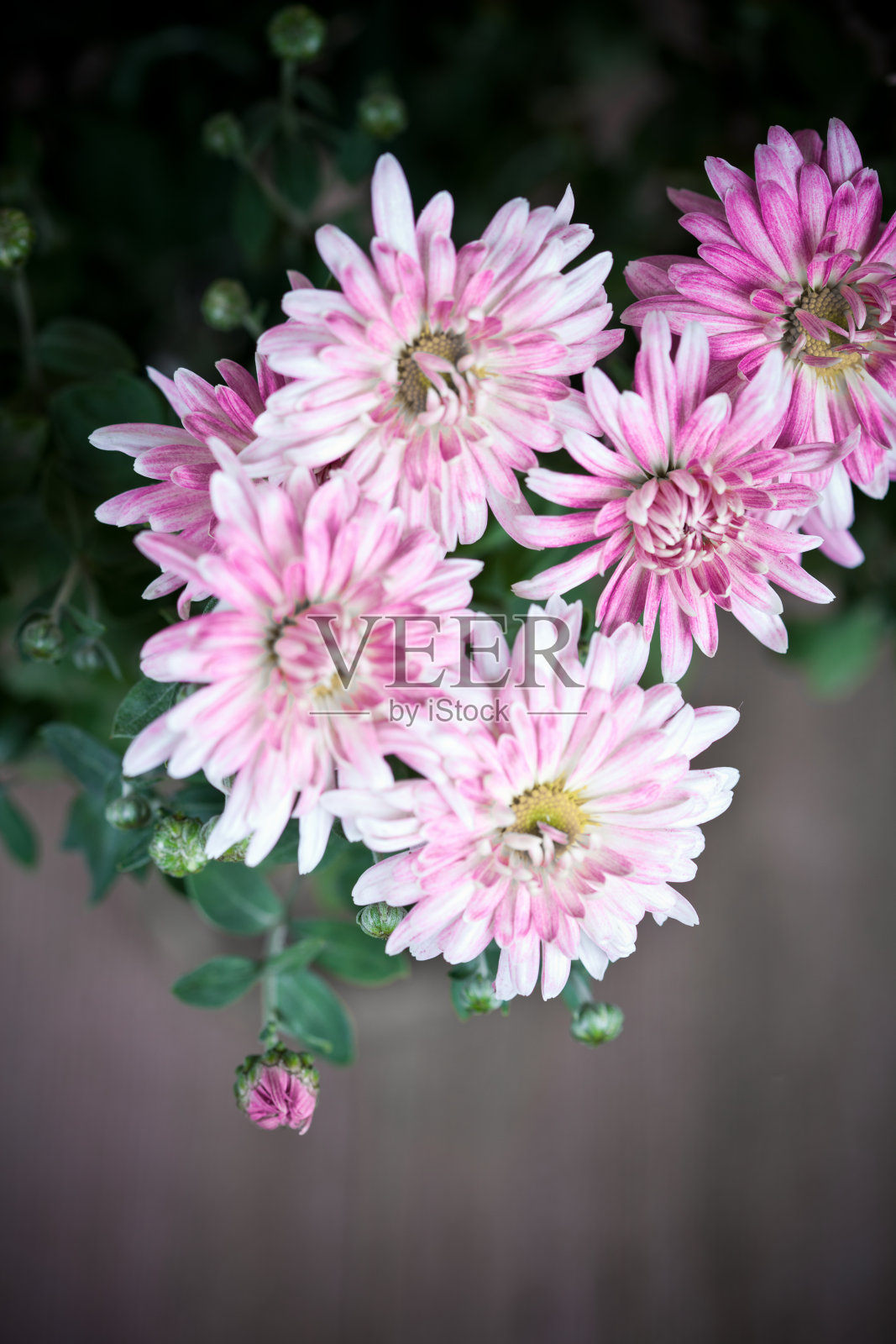 菊花的花照片摄影图片
