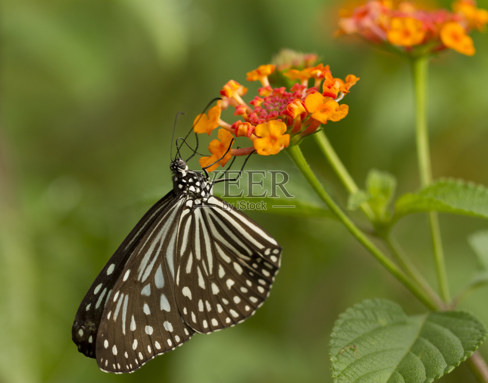 蝴蝶，喂食花蜜的动物照片摄影图片