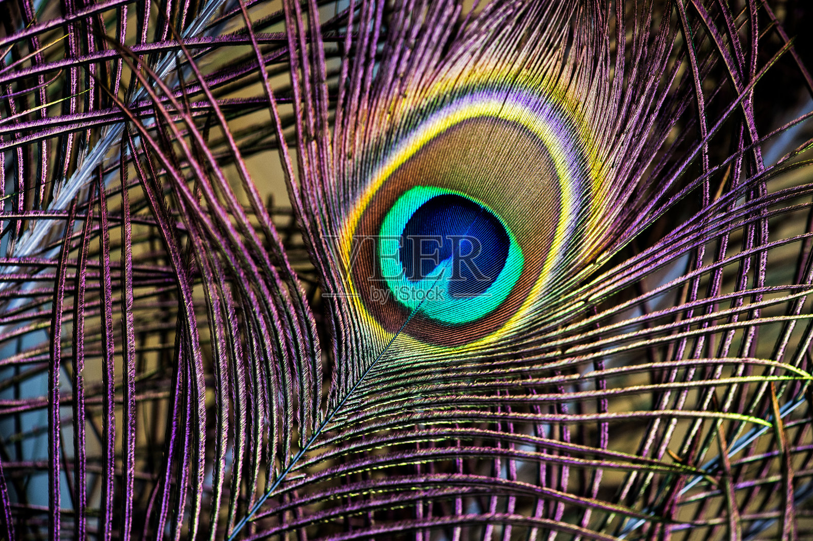 孔雀羽毛照片摄影图片