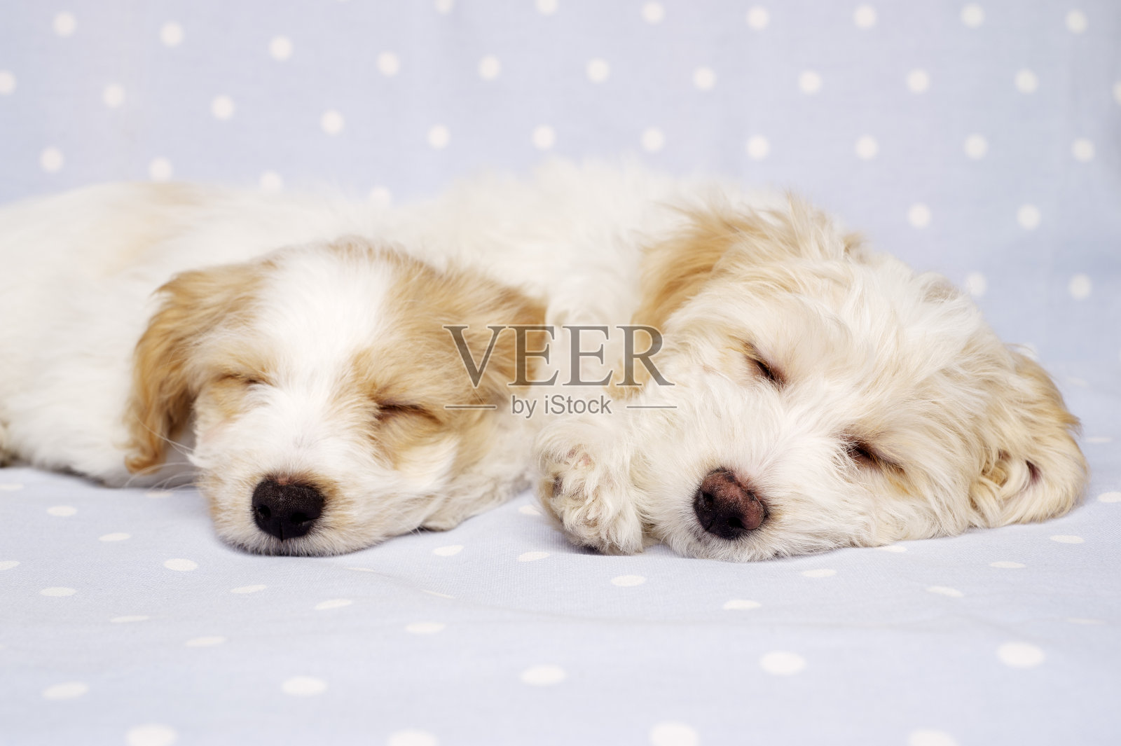 两只小狗躺在蓝色的背景上睡觉照片摄影图片
