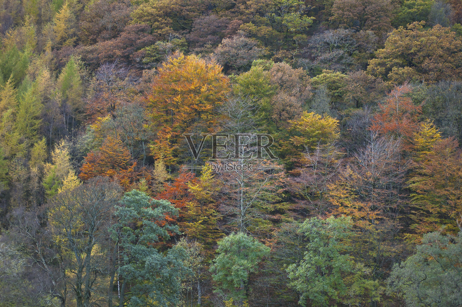 秋天的颜色照片摄影图片