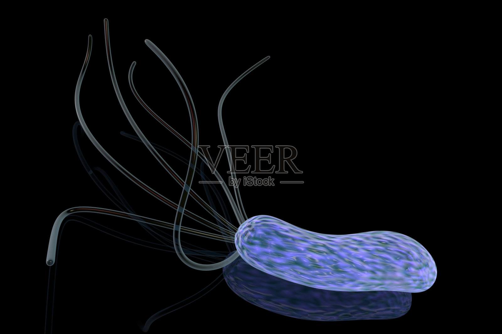 幽门螺杆菌插画图片素材