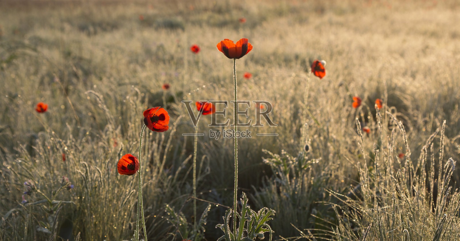 罂粟花在黎明照片摄影图片