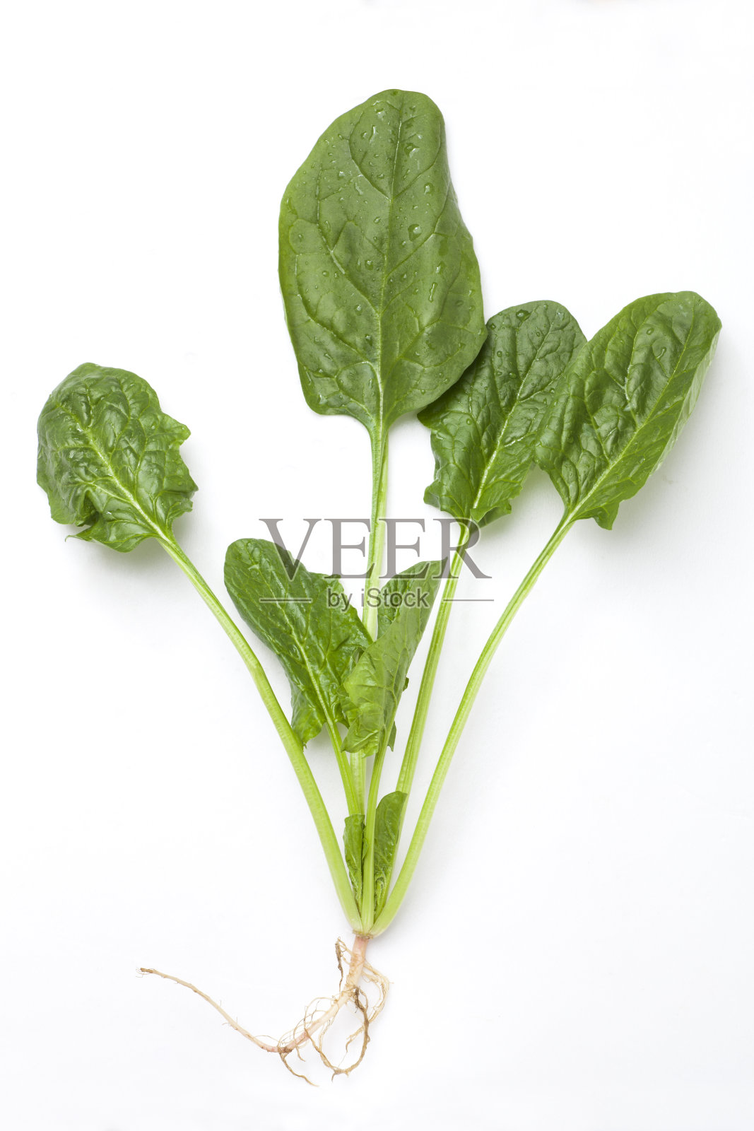 菠菜照片摄影图片