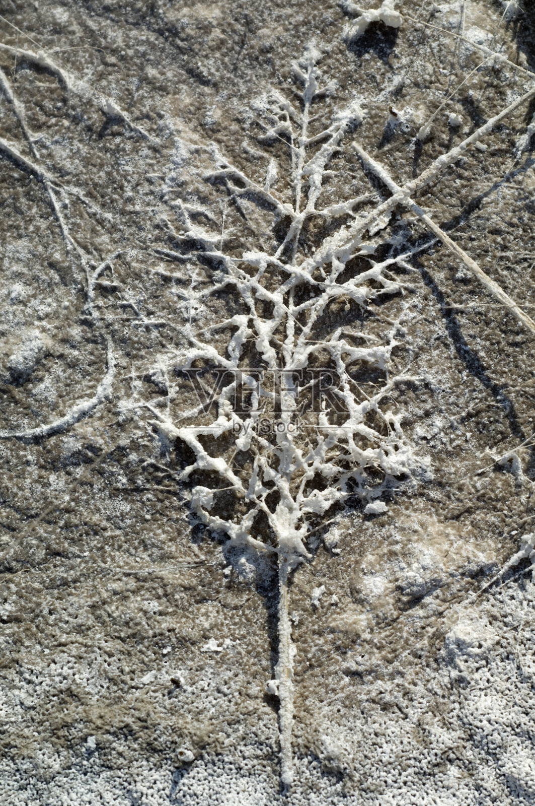 盐沼照片摄影图片