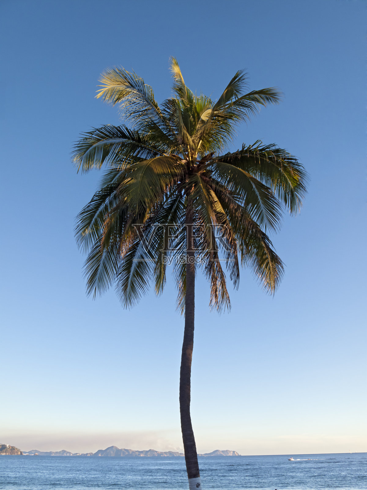 棕榈树照片摄影图片