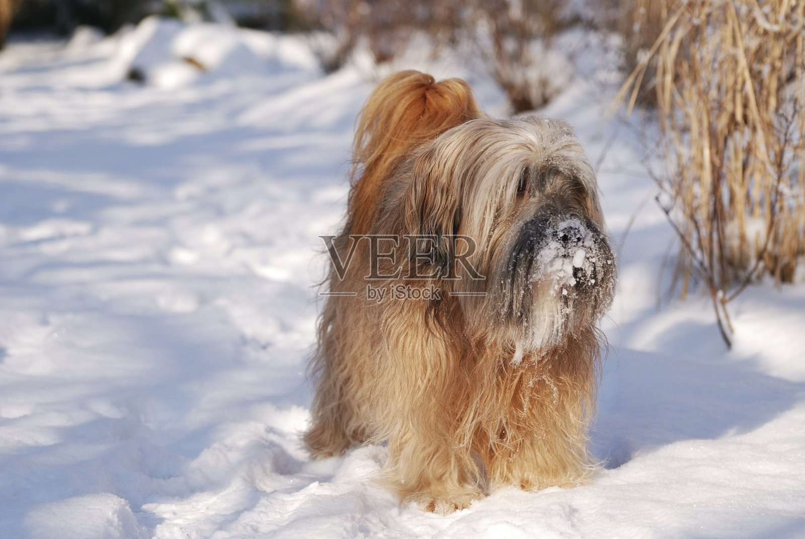 西藏梗男性照片摄影图片