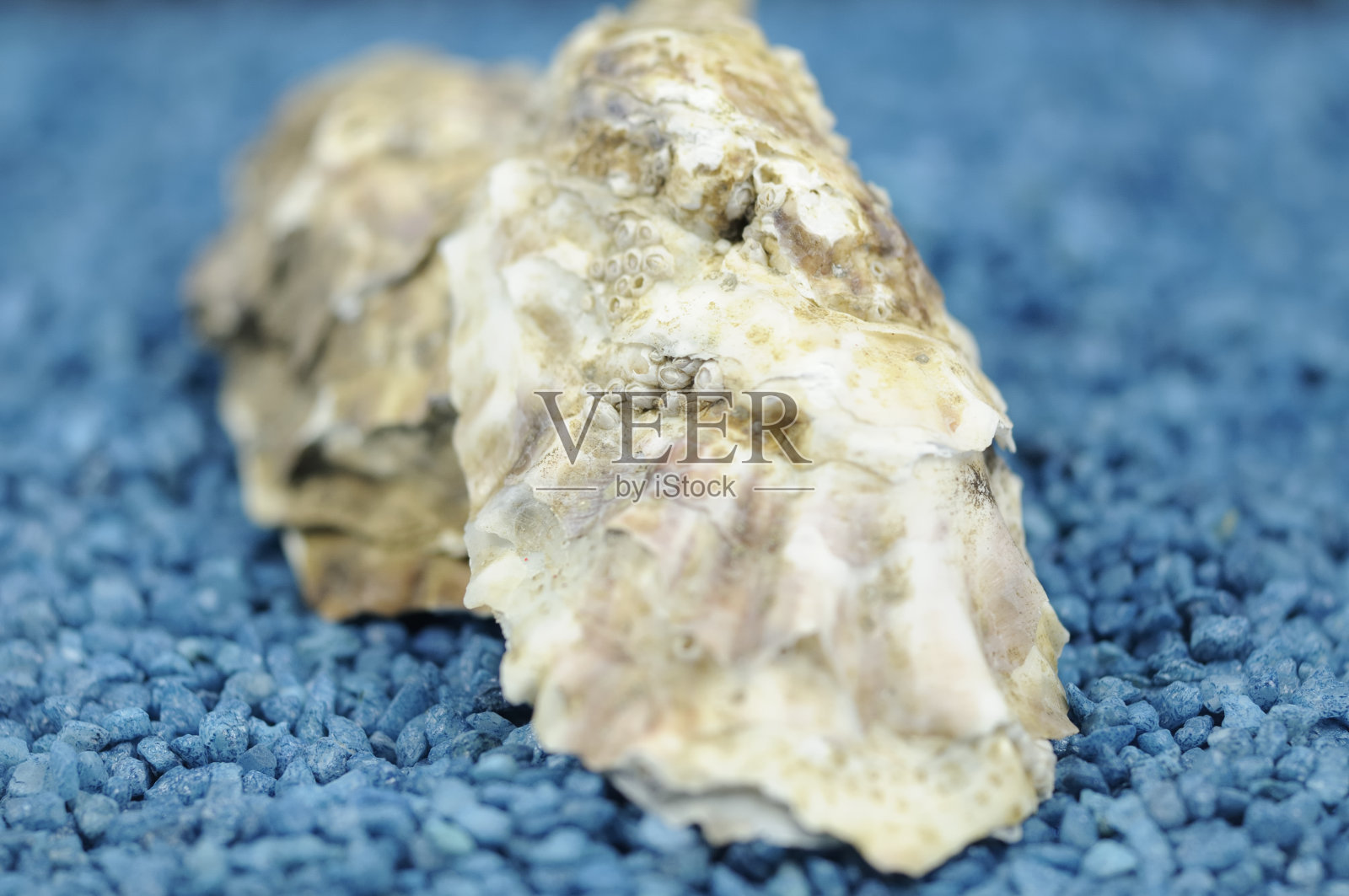 牡蛎照片摄影图片