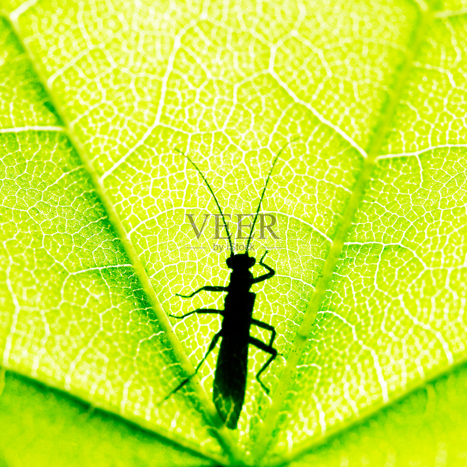 轮廓照片摄影图片