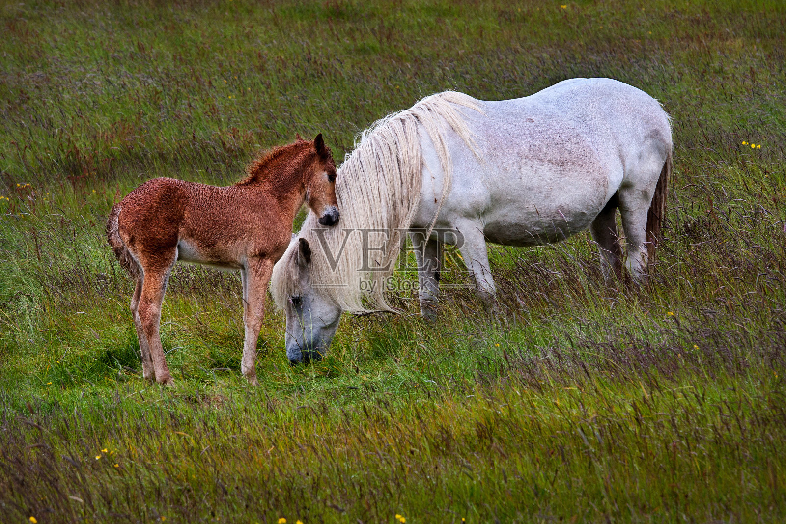 母亲和马驹的爱照片摄影图片