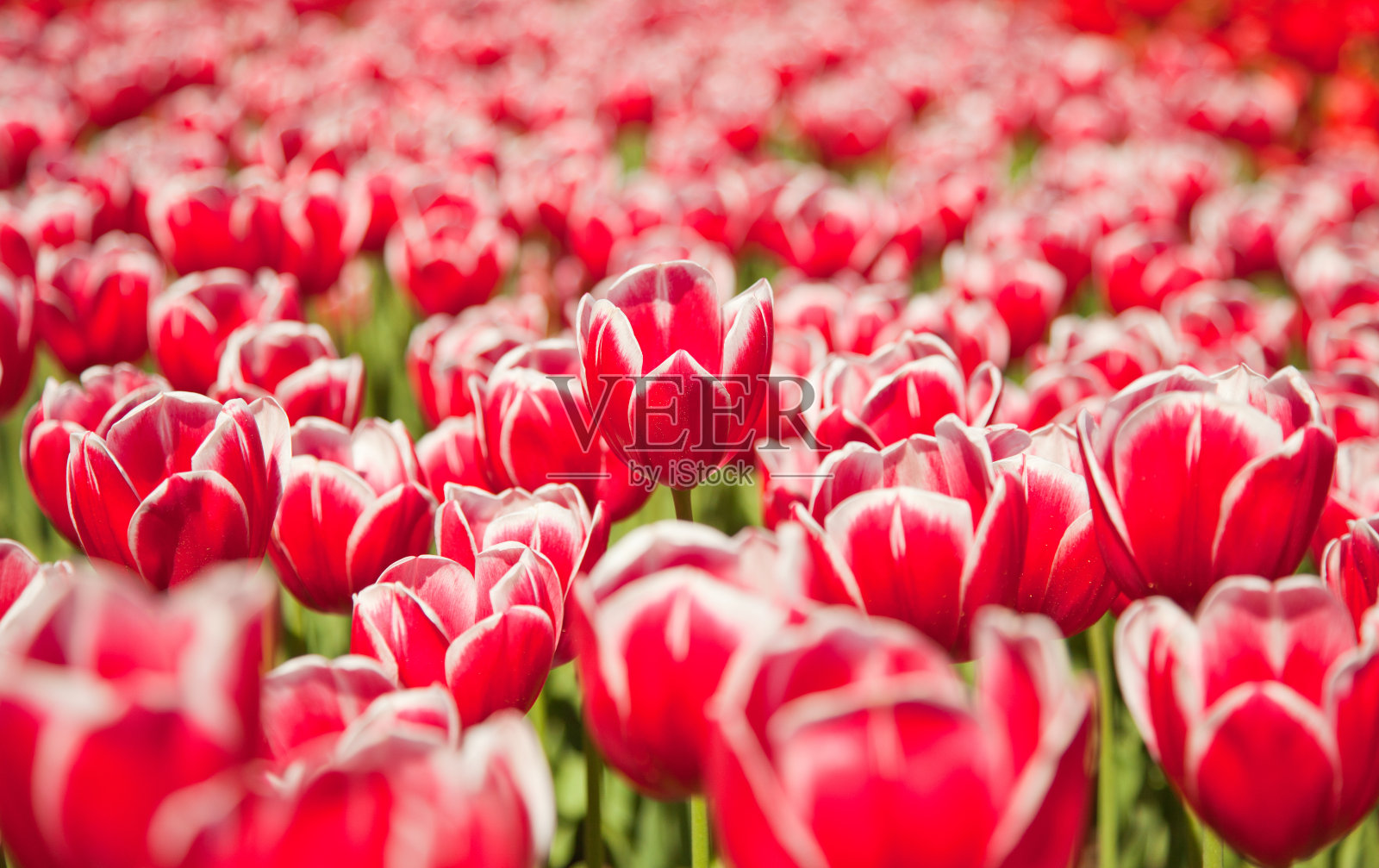 红色郁金香照片摄影图片