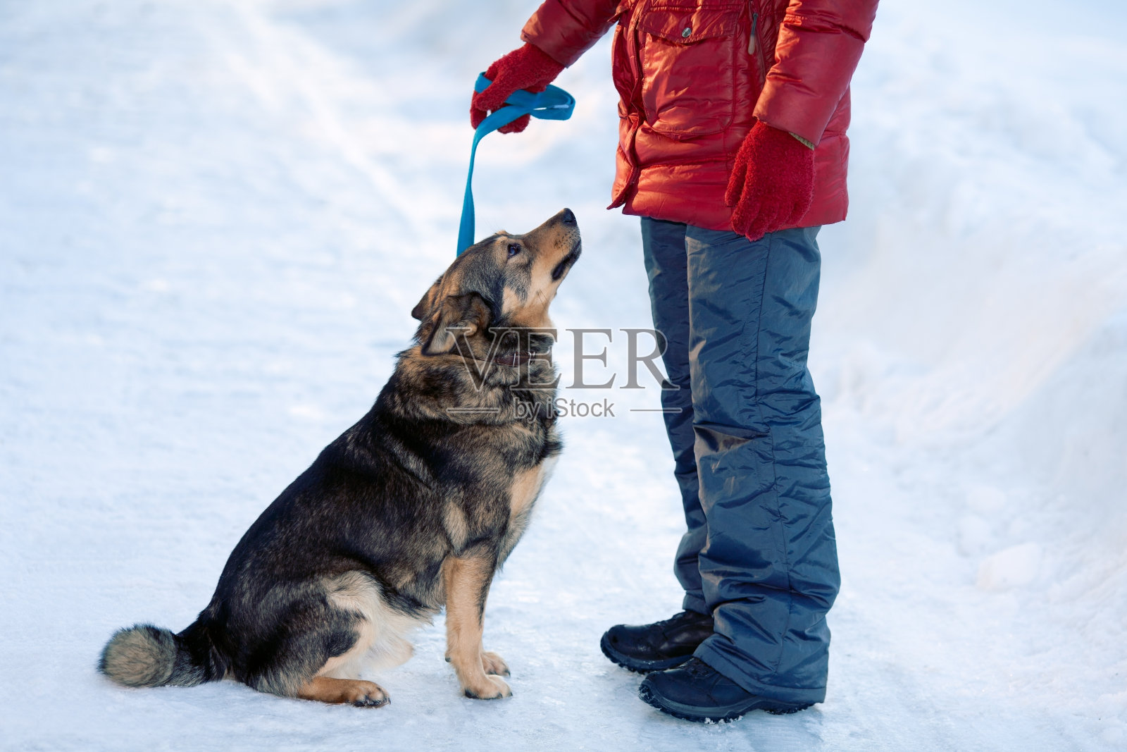 狗坐在教练旁边的冰上照片摄影图片