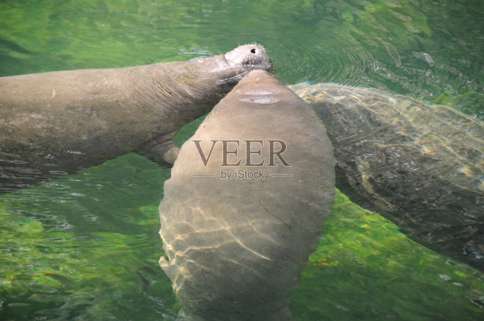 海牛照片摄影图片