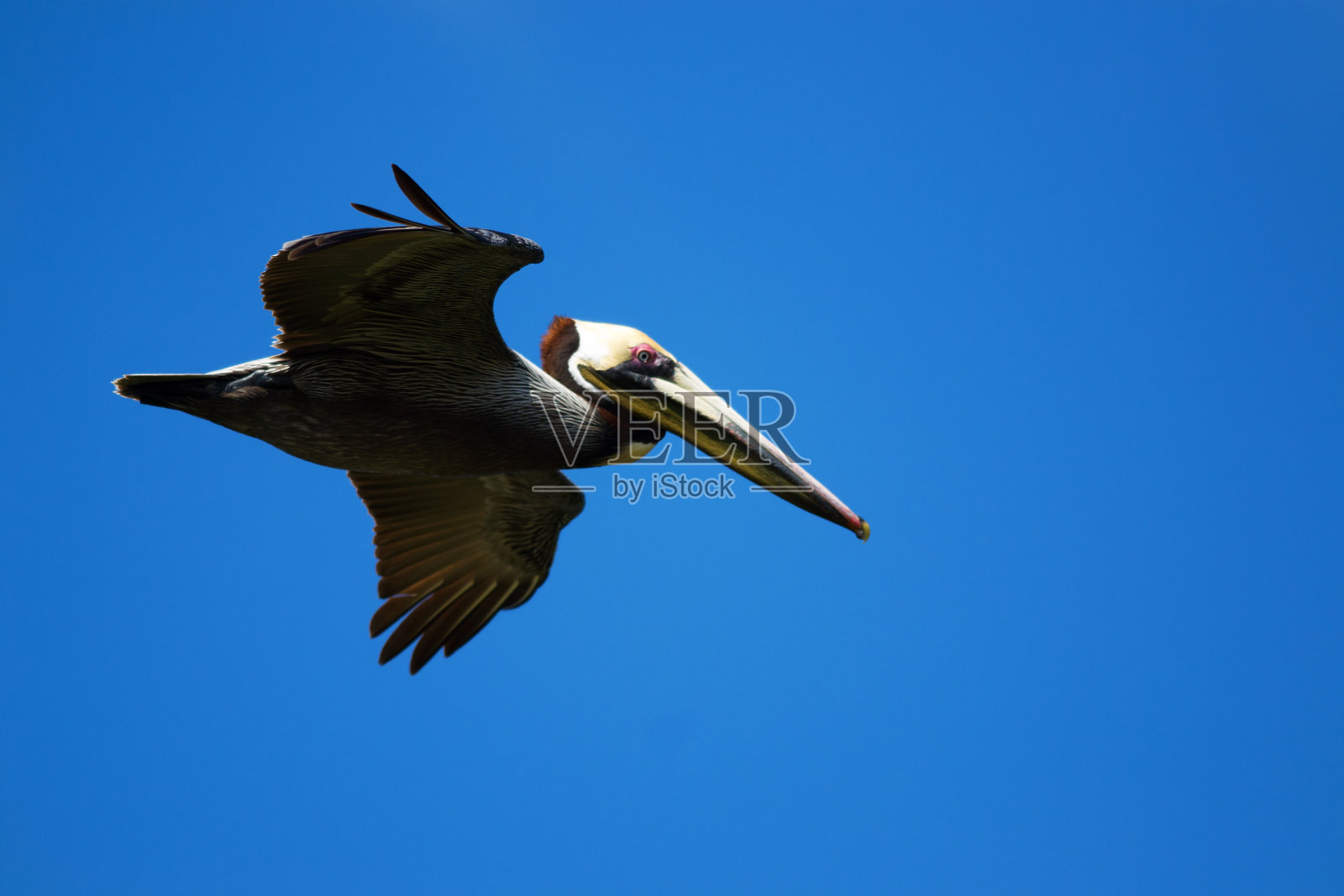 飞翔的鹈鹕(西花鹈鹕)照片摄影图片