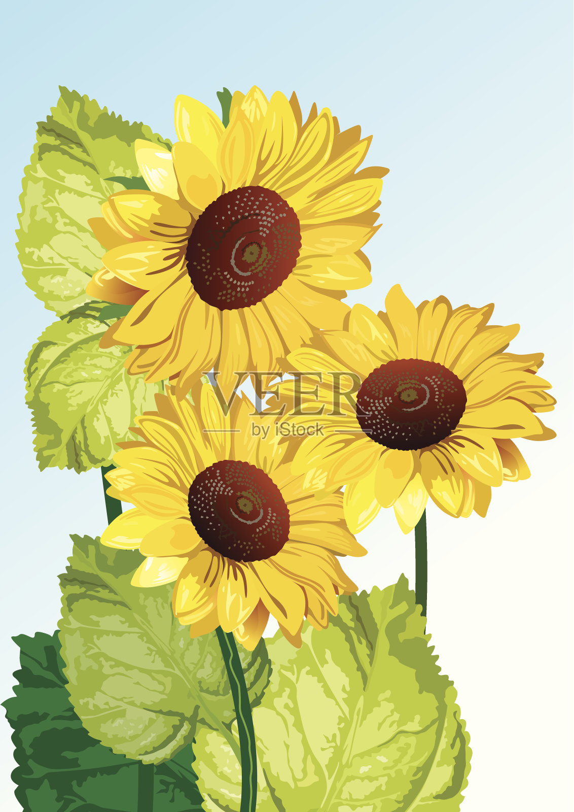向日葵插画图片素材