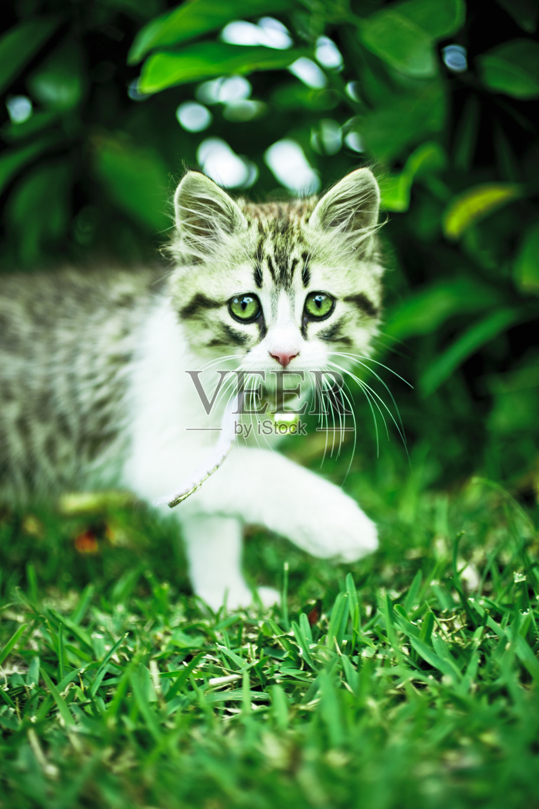 在草地上行走的猫肖像照片摄影图片