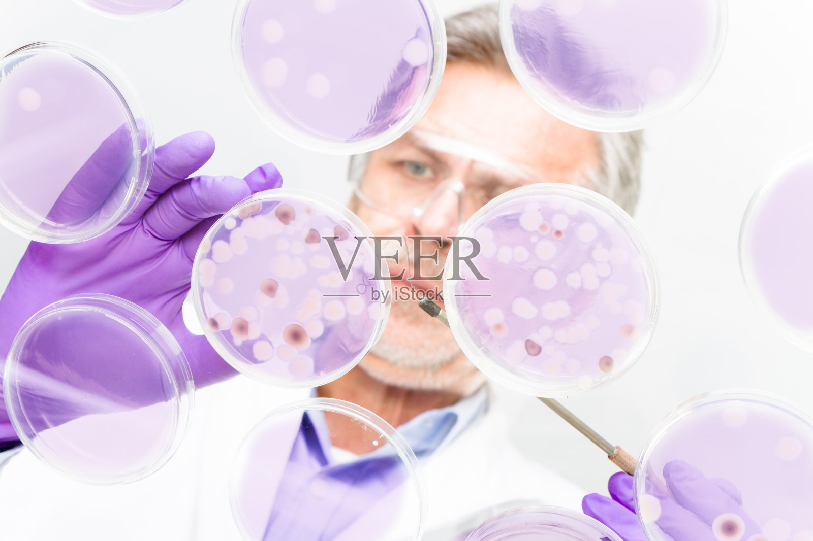 研究培养皿的高级生命科学研究员照片摄影图片
