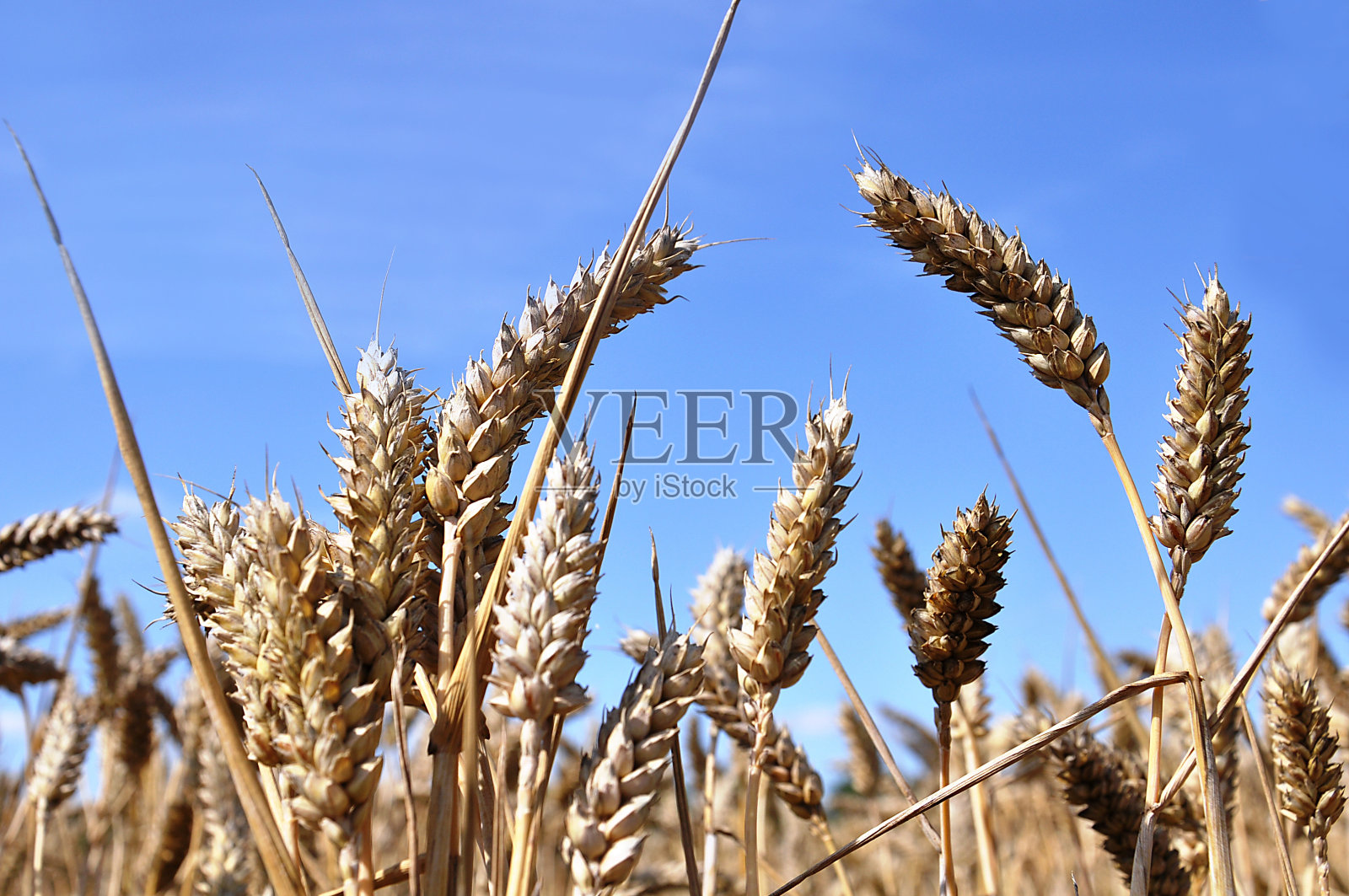 收获照片摄影图片