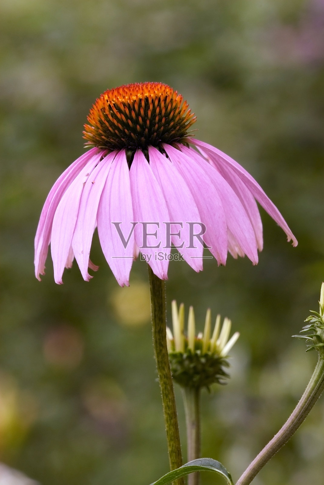 紫松果菊开花照片摄影图片