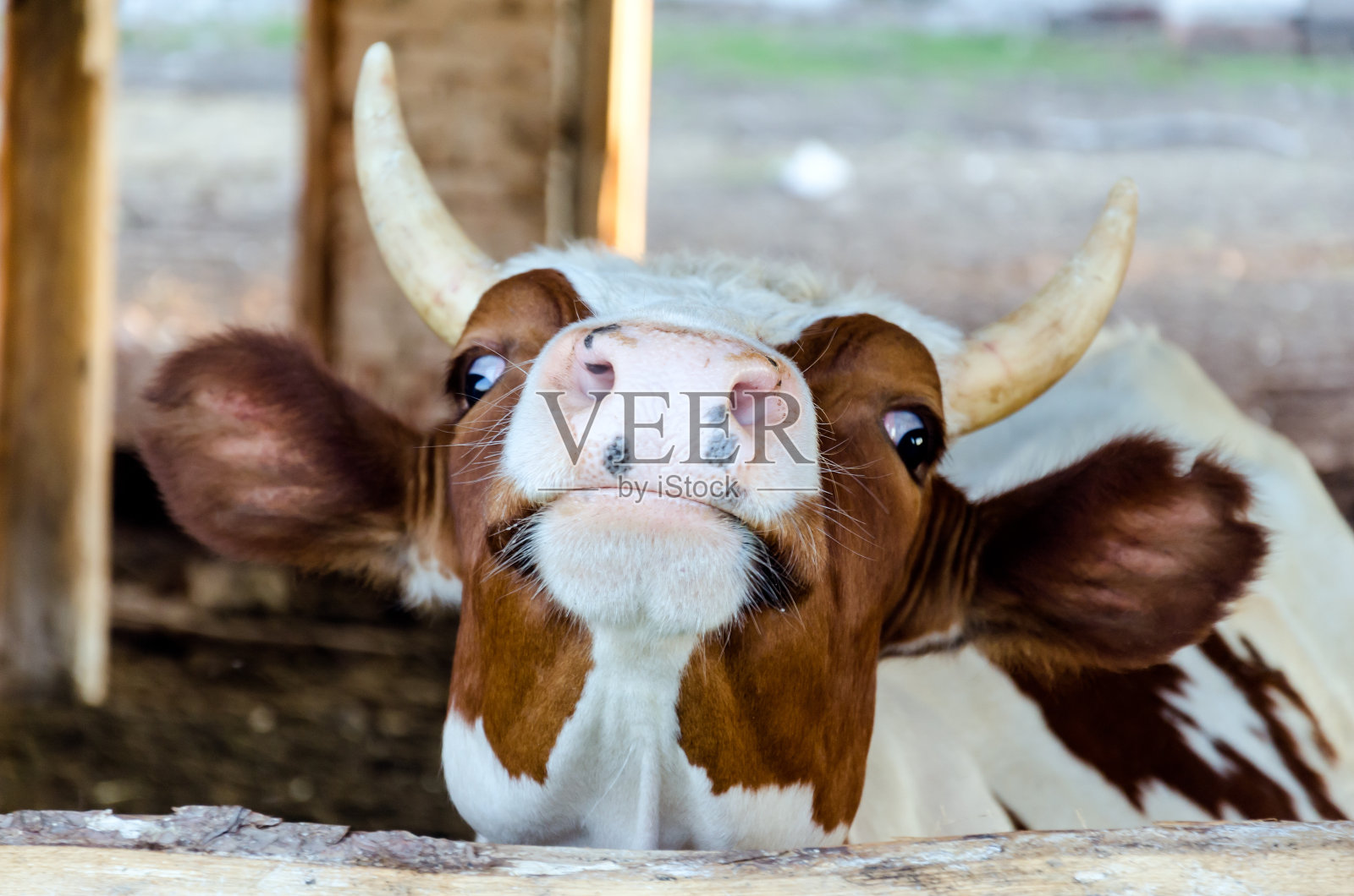 牛的脸照片摄影图片