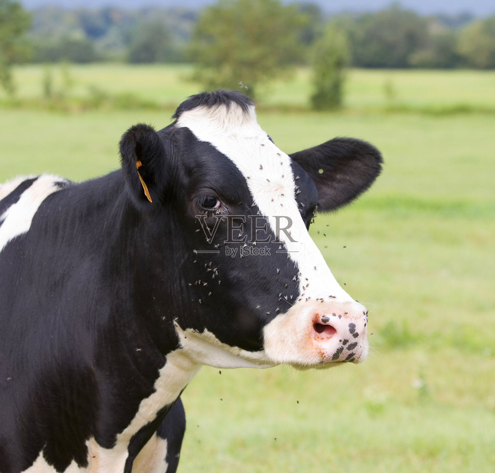 牛照片摄影图片