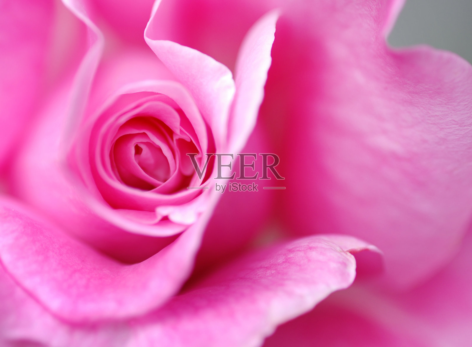 一个粉红色玫瑰的特写照片摄影图片