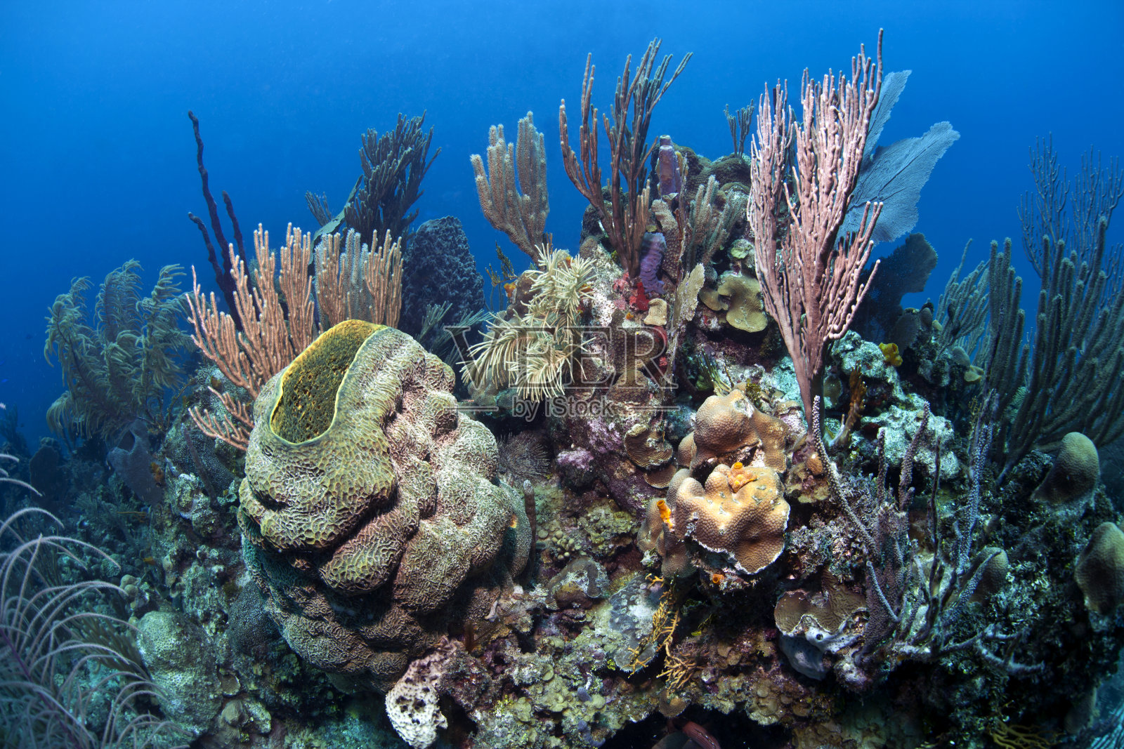 洪都拉斯的珊瑚礁照片摄影图片