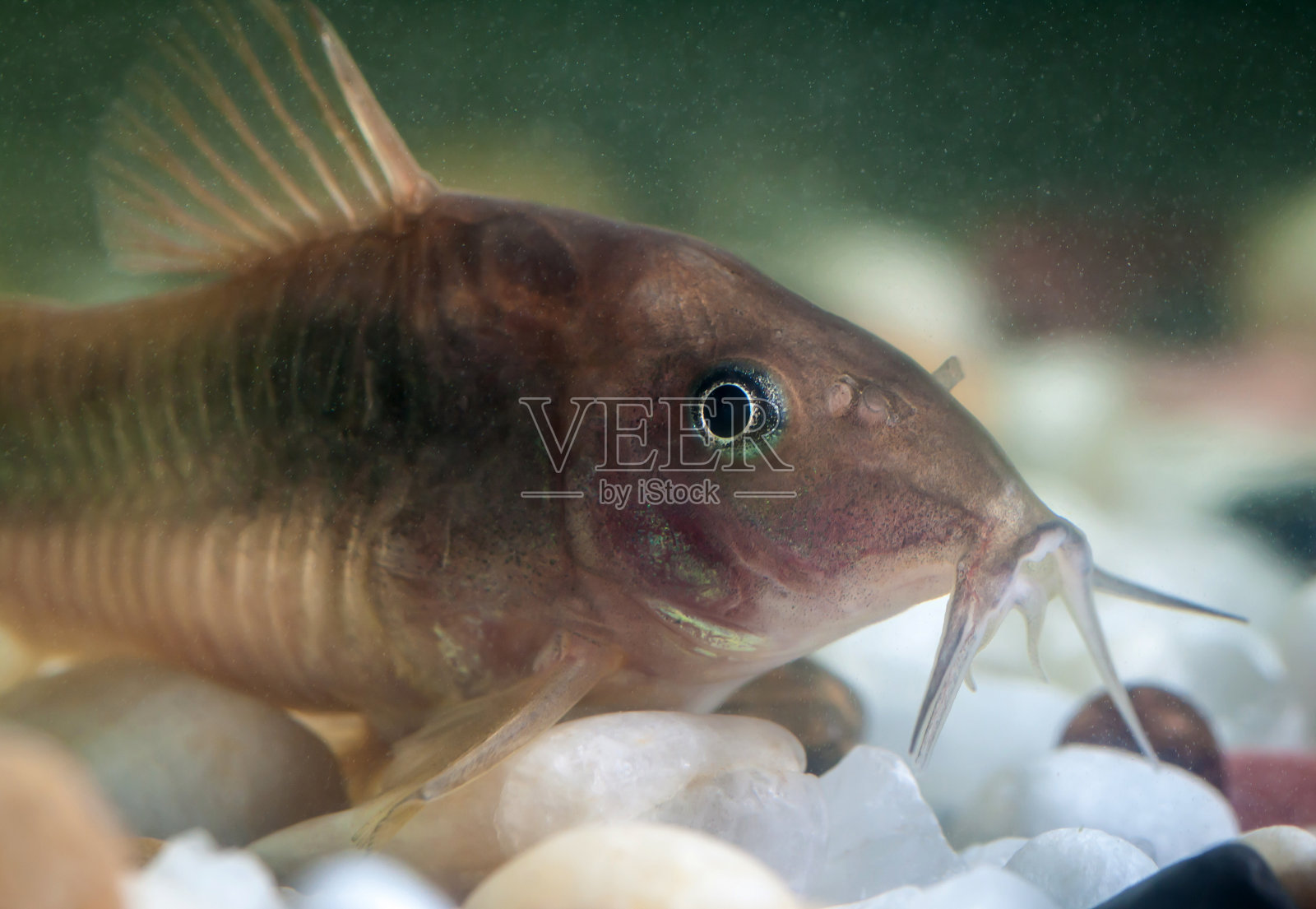 科里多拉斯猫鱼。照片摄影图片