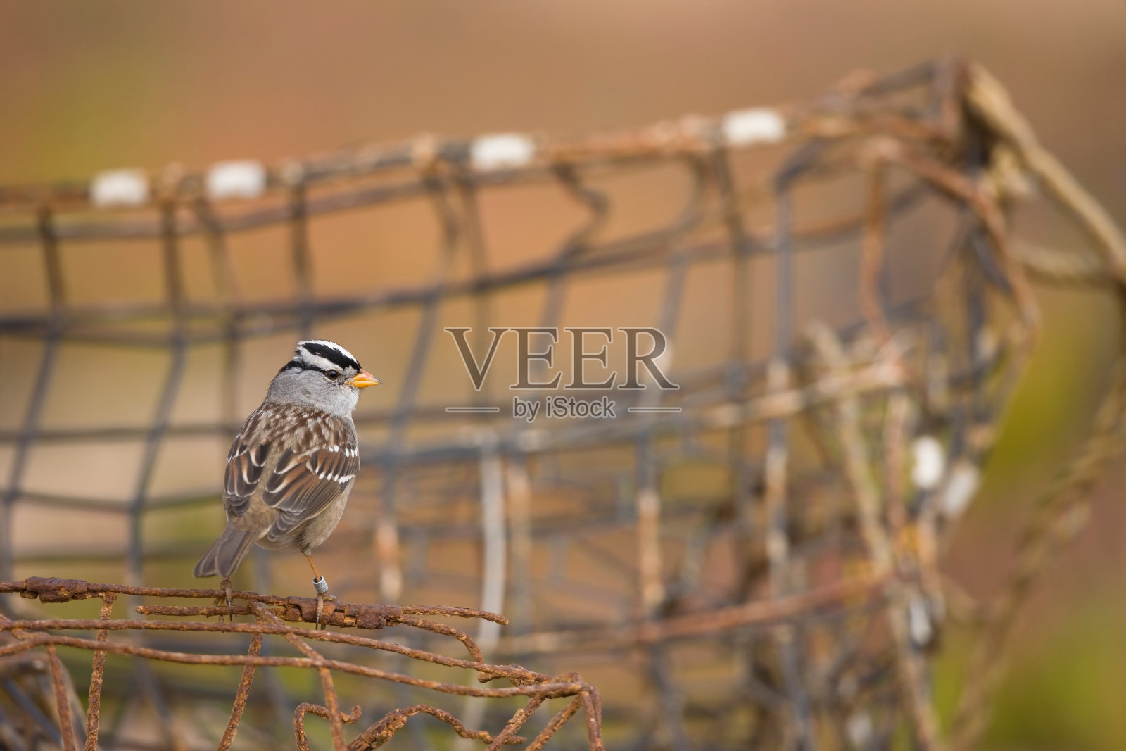 白冠麻雀照片摄影图片