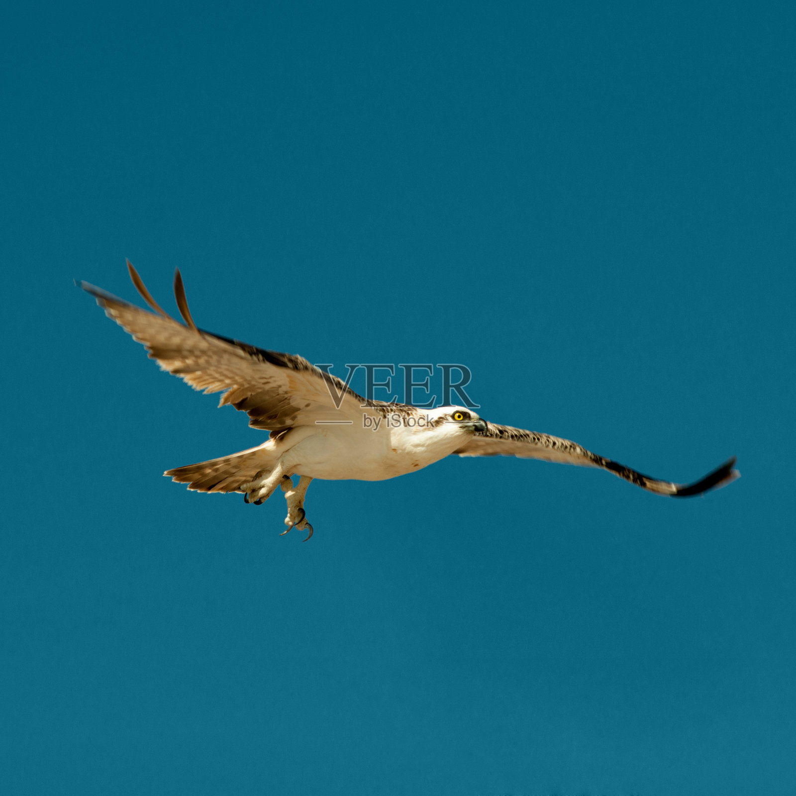 飞翔的鹰照片摄影图片