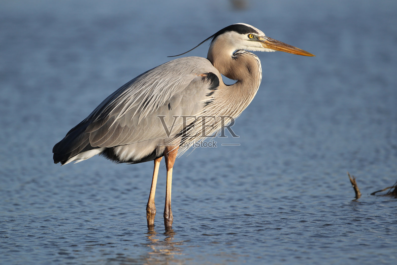 大蓝鹭-迈尔斯堡海滩，佛罗里达照片摄影图片