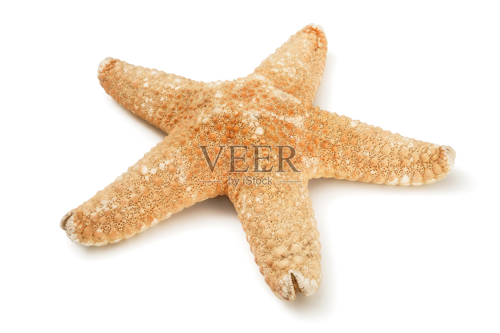 海星照片摄影图片