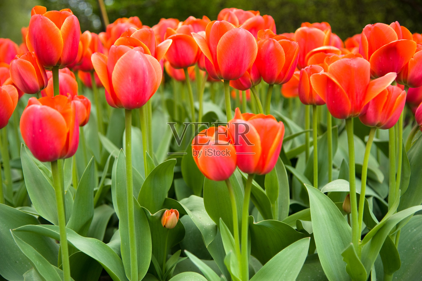 橙色郁金香照片摄影图片
