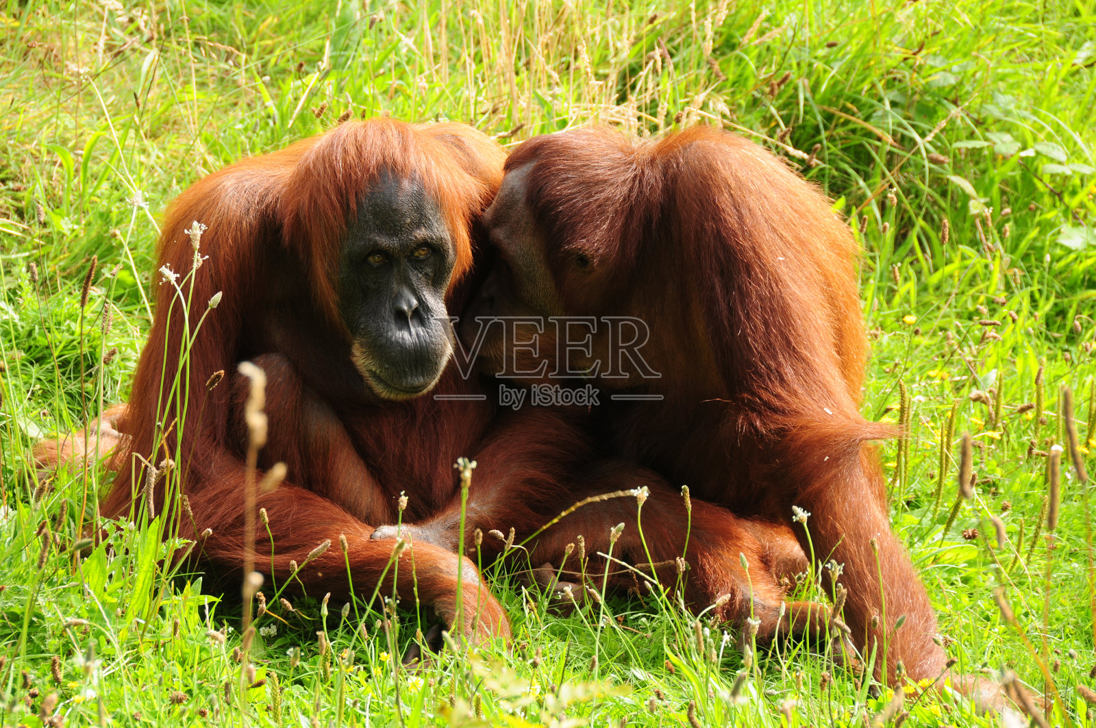 猩猩。照片摄影图片