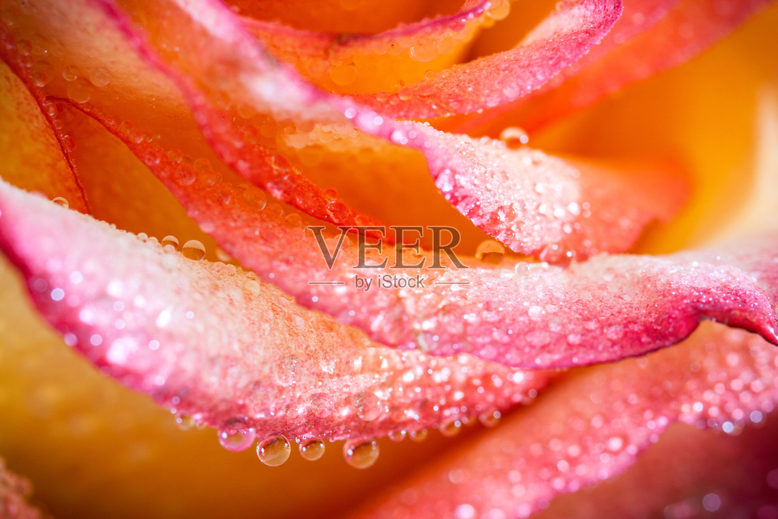 香水月季照片摄影图片