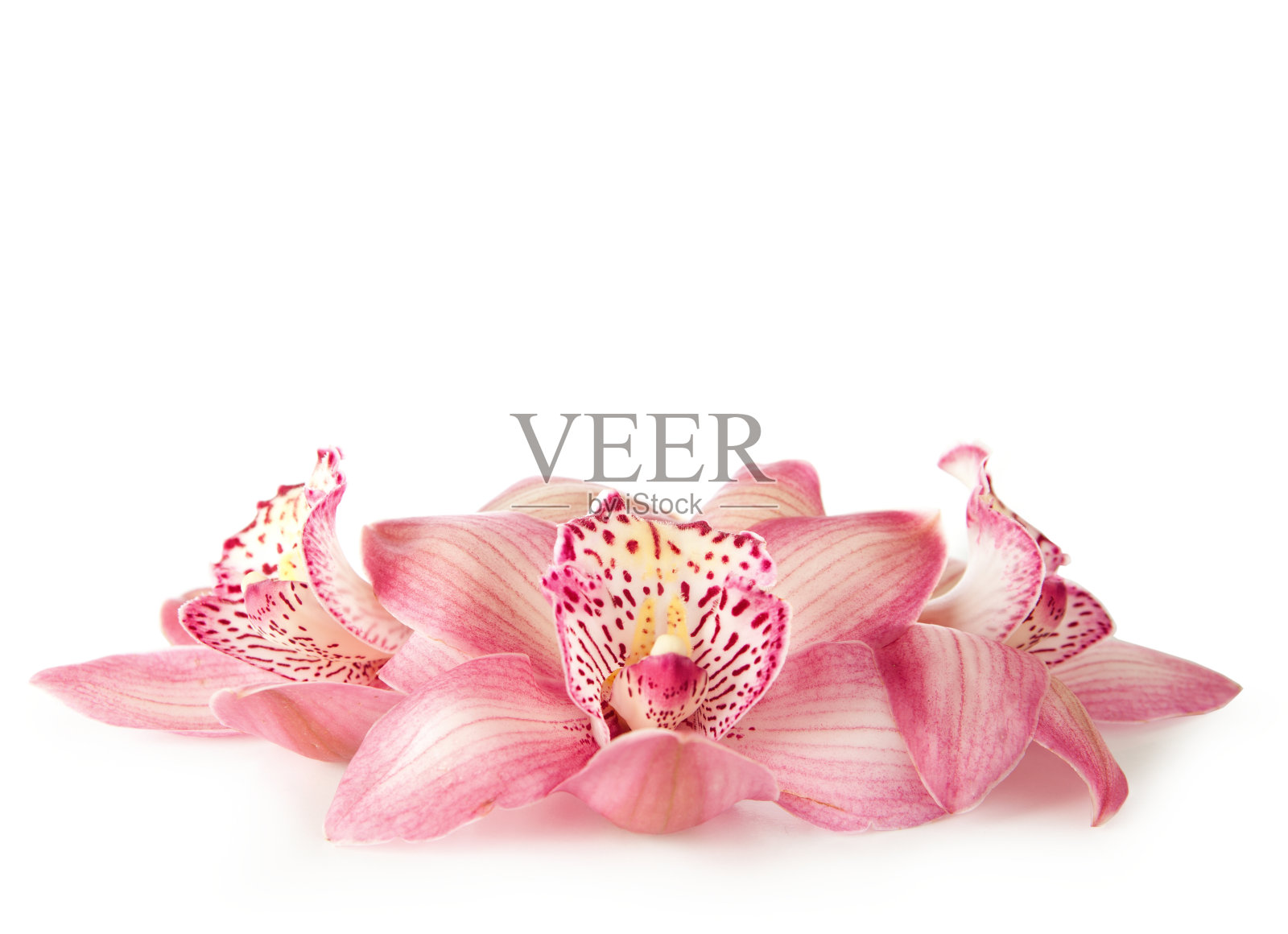 粉色兰花照片摄影图片