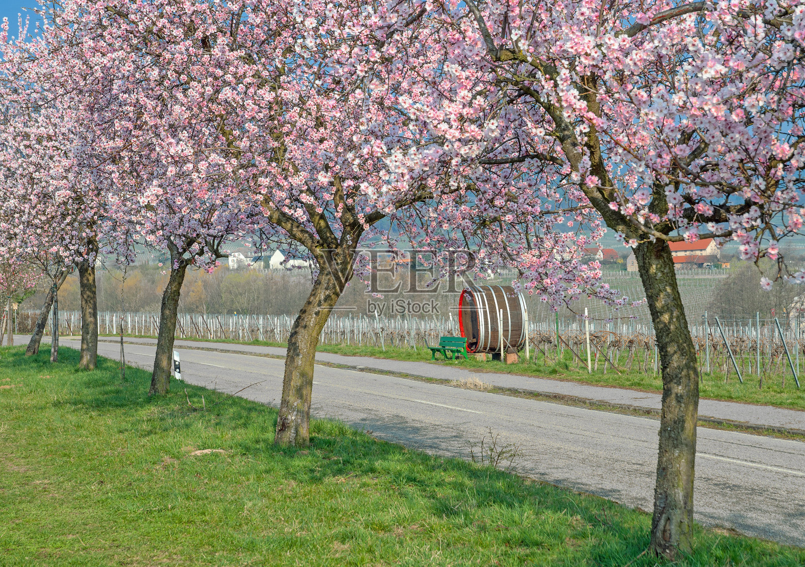 德国普法尔茨的杏花照片摄影图片