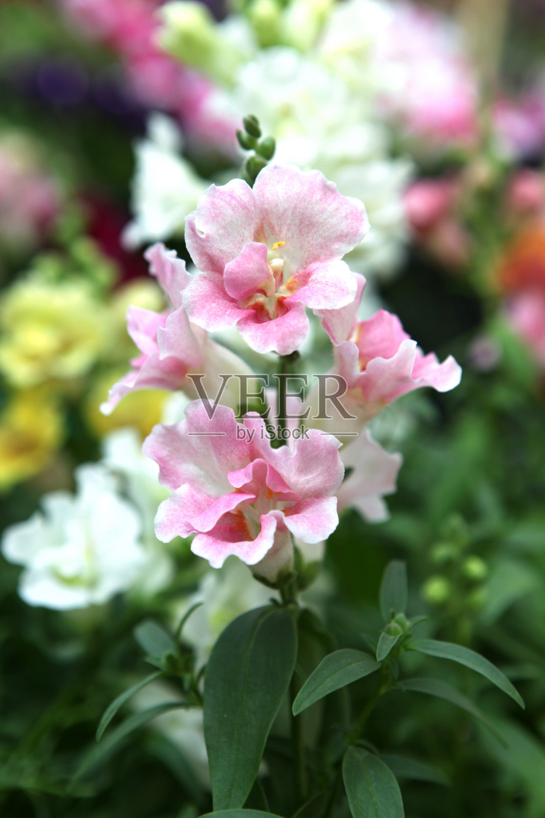 美丽的花朵照片摄影图片