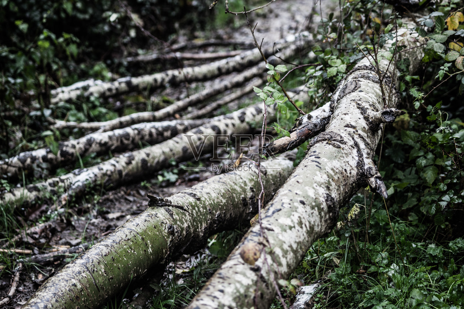 日志照片摄影图片