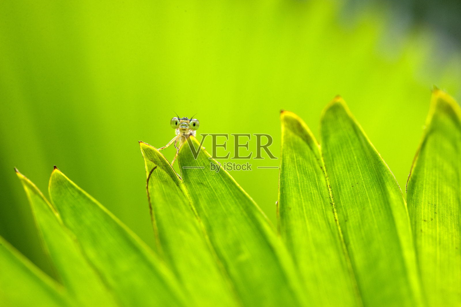 豆娘照片摄影图片