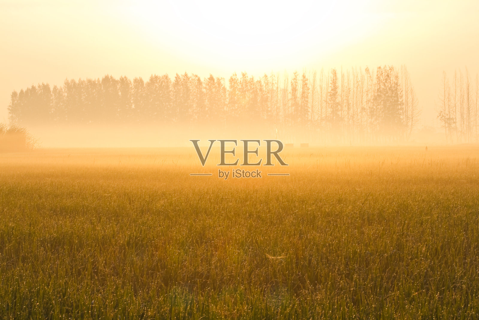 一个有雾的春天早晨的麦田。照片摄影图片