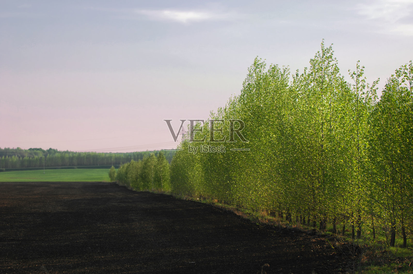 柳树,柳枝,灰黄色的照片摄影图片