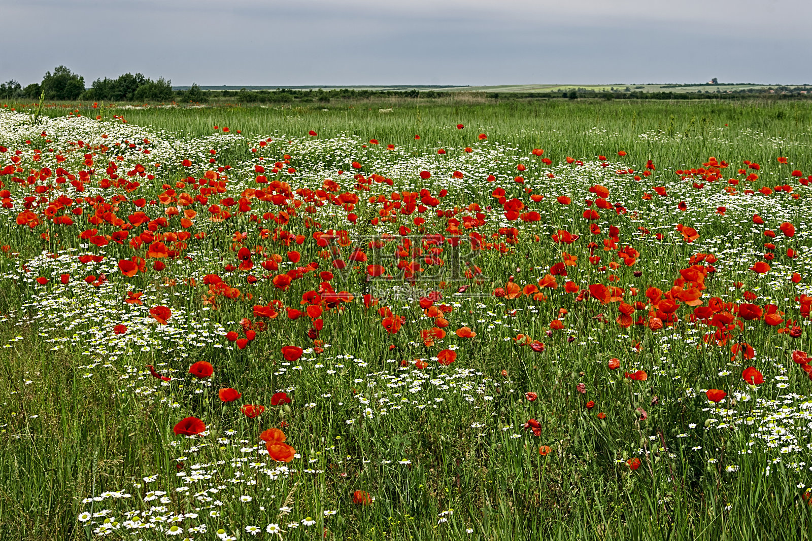 罂粟和洋甘菊的风景照片摄影图片