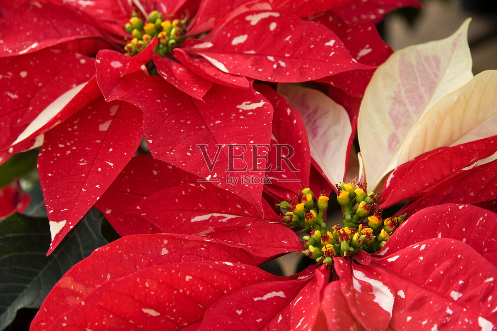 斑点猩猩木照片摄影图片